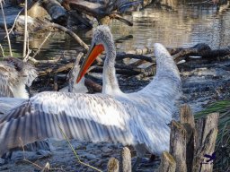 Tiergarten Schönbrunn am 27.01.2026